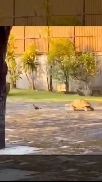 Черепашка и голуби