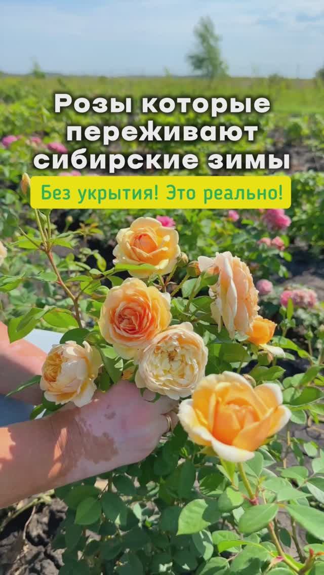 Розы которые переживают сибирские зимы — это реально!