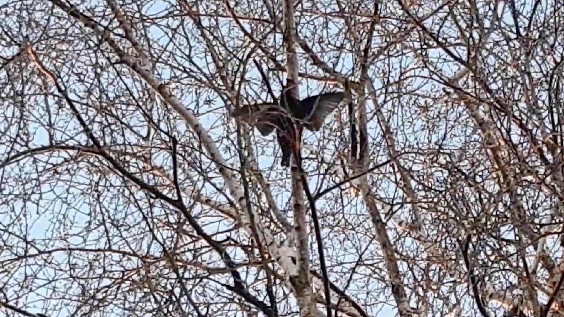 Скворец на Городке