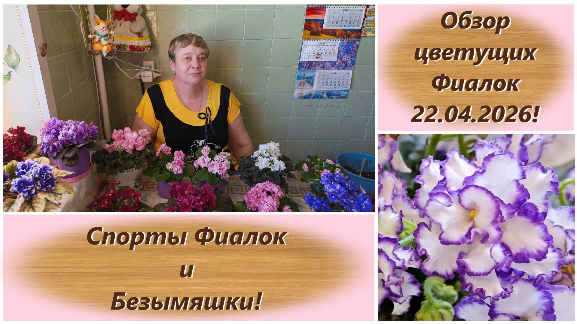 Обзор цветущих Фиалок 22.04.2026! Спорты Фиалок и Безымяшки!