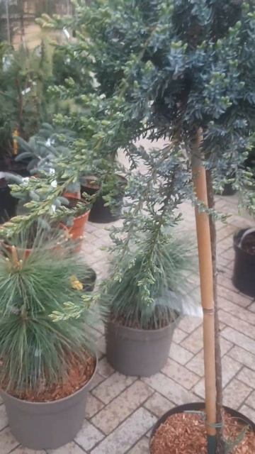 ❤🌲Можжевельник Сибирика на штамбе 
✔Продажа растений в макс и телеграм канале: https://t.me/love_is_