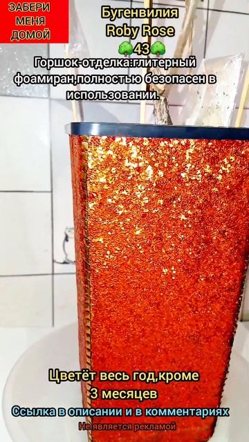 КРАСОТА/обзор/Бугенвилия