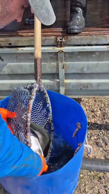 завозфорели22.04.mp4