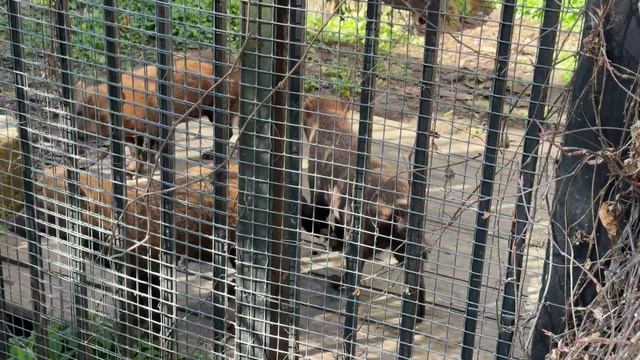 Хоровое пение