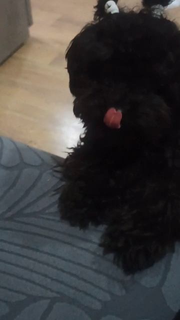 Собачка Айза устала😂