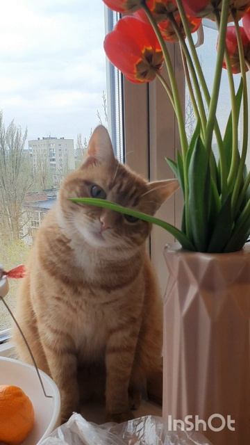 Кисярик-сладярик🐈😃