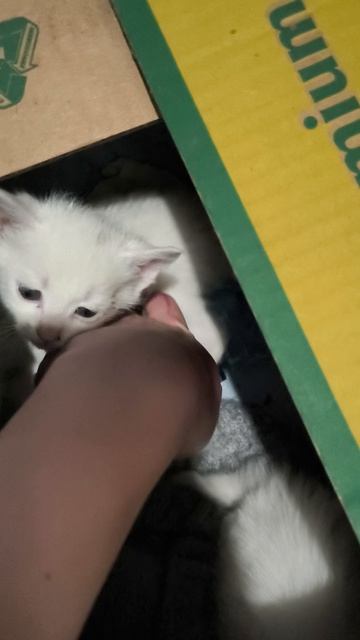 #8 кот #кот #котята