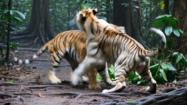 Бой тигров