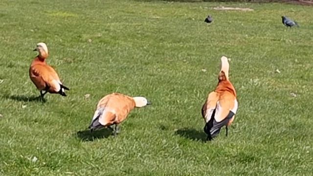 Водоплавающие птицы