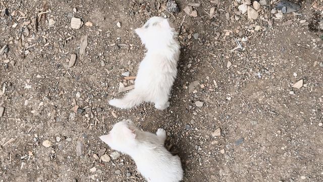 #10 кот Тайсон принес 3 чужих котенка домой #кот #коты #котята #малыши #влог #война #как #что #мы