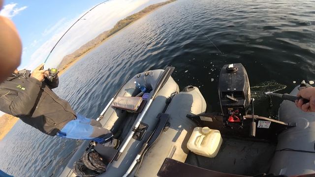 Крупный ОКУНЬ Теньга (архив 2019)