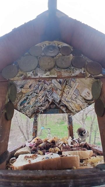 1000016021.mp4Жизнь кормушки.22.04.2026г.