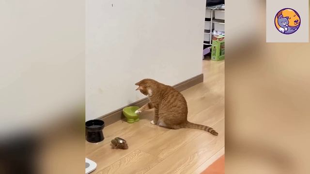 Подборка смешных моментов с питомцами! (22.04.26)