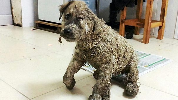 Дети облили щенка клеем и протощили по асфальту несколько метров