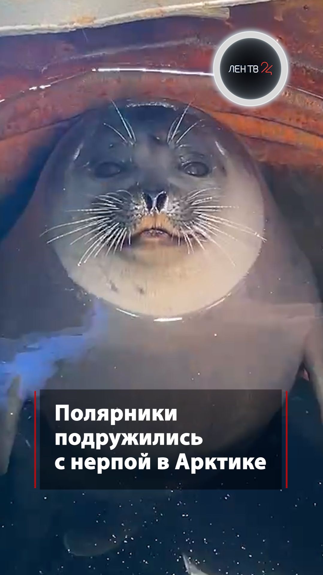 Нерпа Звездочка обосновалась на полярной станции