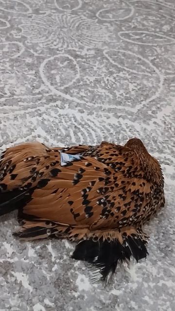 курица под кайфом