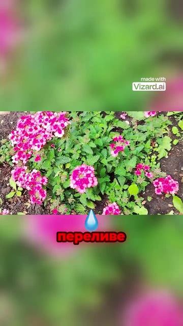 Всё о вербене_ польза_ риски и ошибки ухода