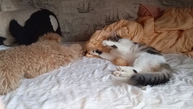 Собака Арчи зовет Ромашку играть