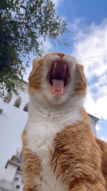 Кот-артист: 