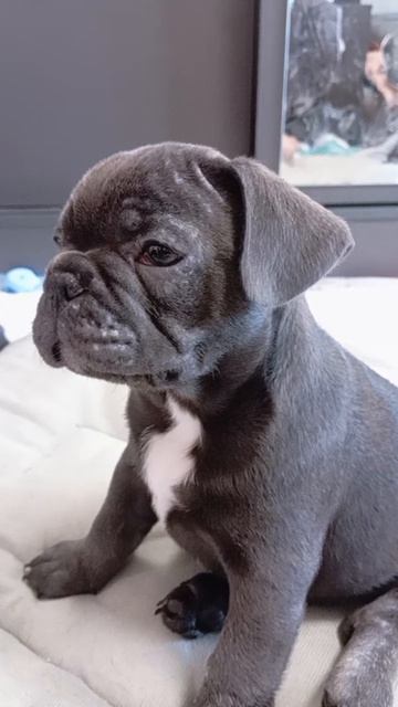 щенобулька