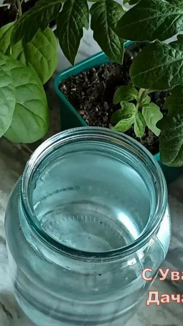 Простая подкормка РАССАДЫ, которая возвращает зелёный цвет за пару дней  #рассада #огород #подкормка