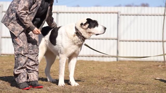 Забери 🏠 красавицу  САО Камиллу 🌸❗Пост в описании 🎥 #dog #собака #алабай #animals #любовь #сао