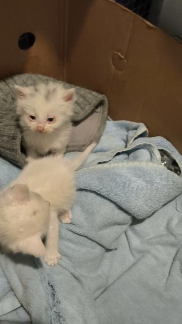 #7 папа кот принес котят #котята #кот #кошка #влог #треш #что #как #почему