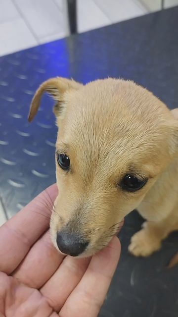 Подобрали истощенного щенка 🥺 на дороге ищем нового хозяина