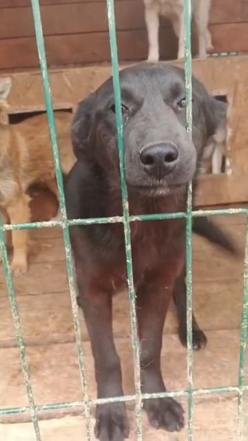 Совсем маленькие и беззащитные дети,попади в отлов.Они не могут о себе заботится.Что это значит?