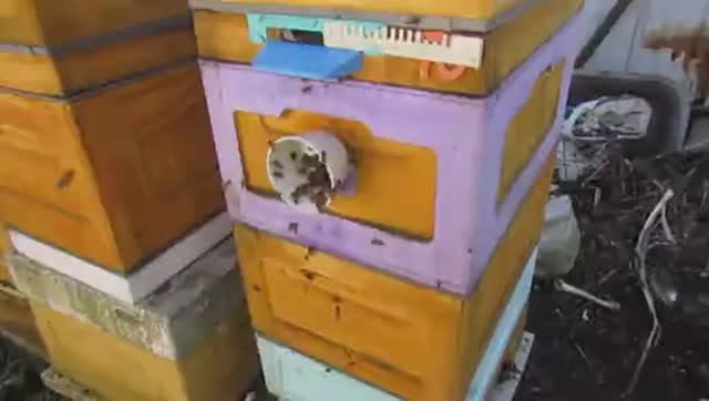 работа с пчелами в апреле - ставлю магазин под мед, через пленку , 22.04.2026