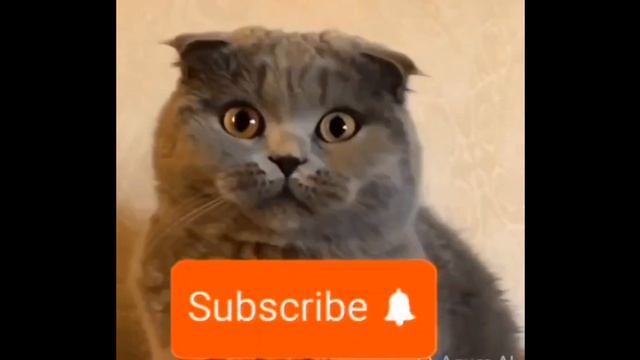 все версии смеющегося кота 😺