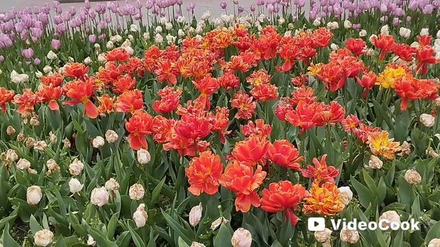 Парад тюльпанов в Севастополе