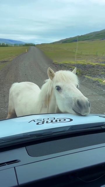 В Исландии самые милые дорожные пробки в мире
