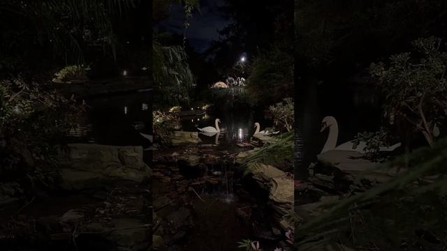 ЛЕБЕДИ В ПРИРОДЕ.mp4