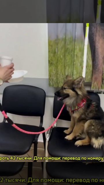 Двум сестричкам нужна помощь.