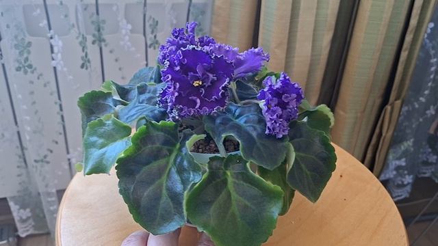 фиалка ПТ-Черничные сливки