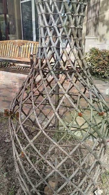 Живые вазы 2, Душанбинка