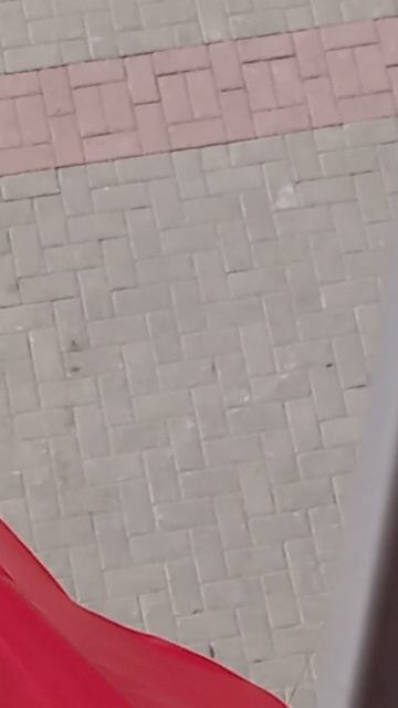 ЗАПУСКАЕМ ЗМЕЯ