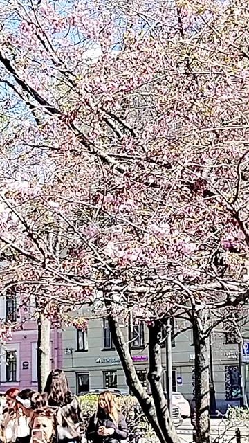 Цветёт сакура в саду Дружбы