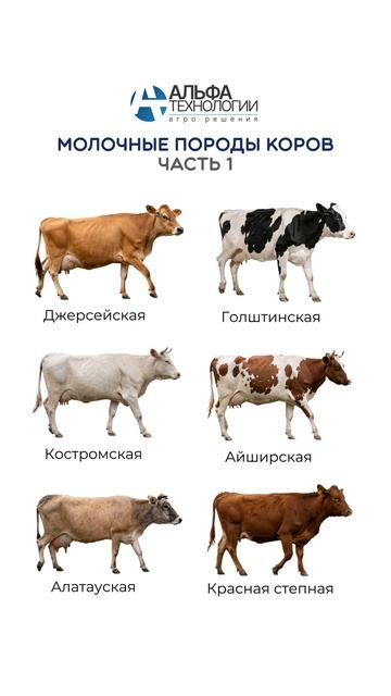 Молочные коровы. Часть 1.