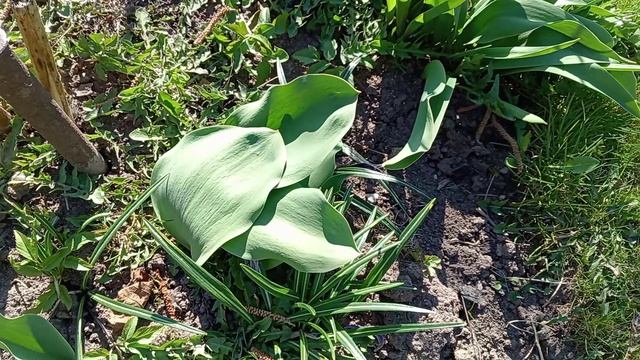 НА УЧАСТКЕ 21 АПРЕЛЯ.