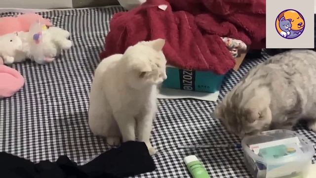 Подборка смешных моментов с питомцами! (22.04.26)