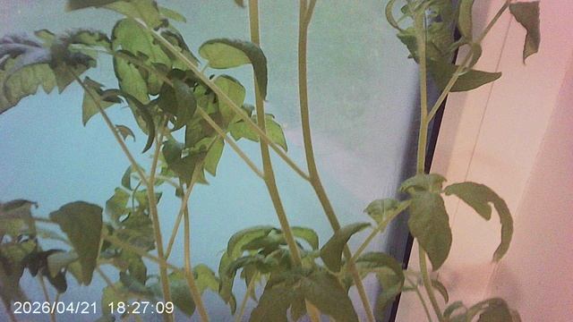 Обзор рассады томатов ранней февральской посадки - сорт 