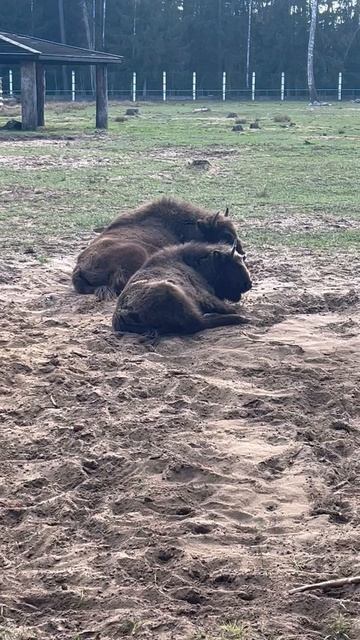 Беловежская пуща за пару минут