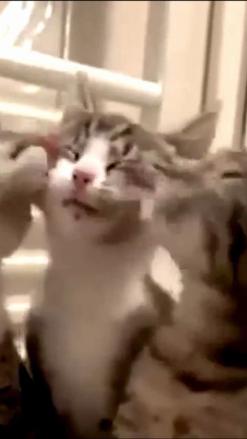 Заставка для видео ТРИ ЛАСКОВЫХ КОТИКА № 538