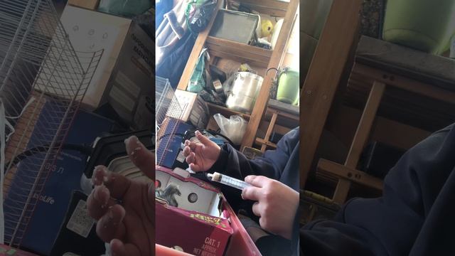 Что делать если спасли птенца голубя😅