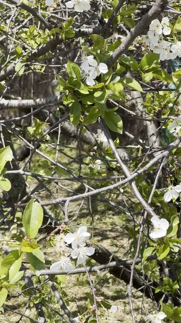 Красавица вишня цветёт!