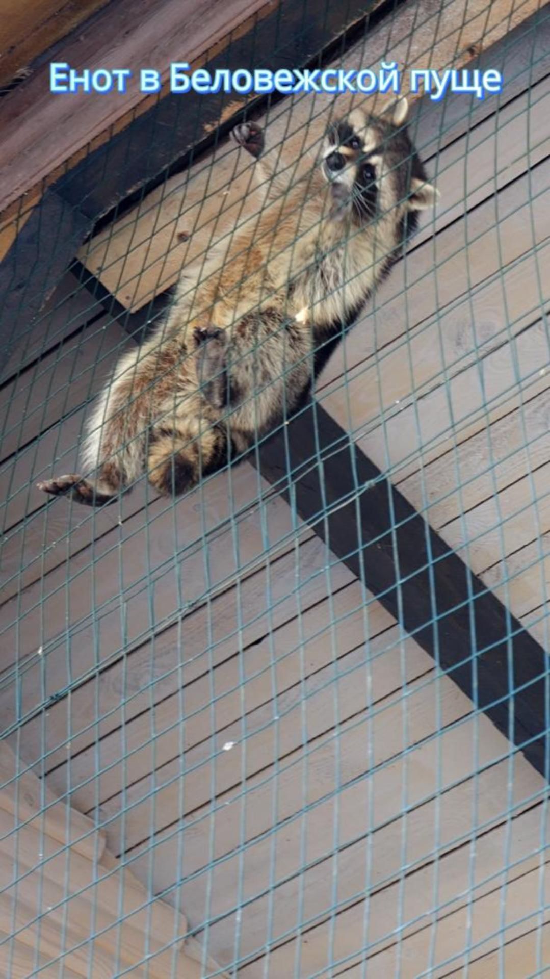 Енот сетколаз в Беловежской пуще