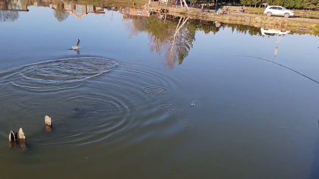 поимка форели