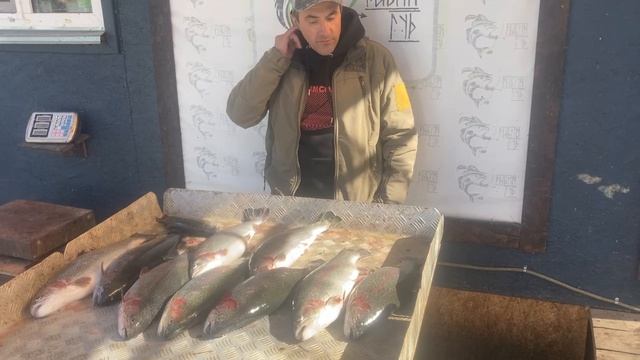 улов форели 19.7 кг